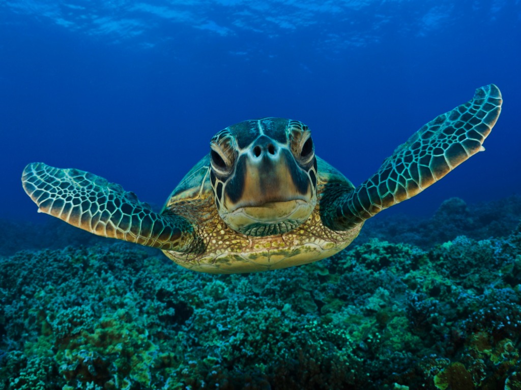 sea_turtle-206471