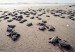 kemps-ridley-sea-turtle